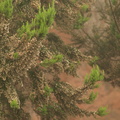Erica arborea