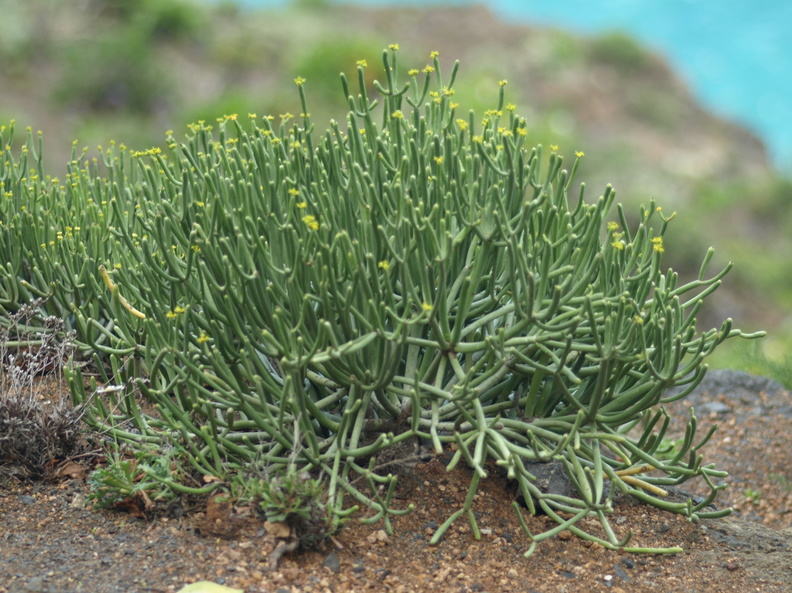 Euphorbia_aphylla_2.JPG