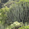 Euphorbia_canariensis_15.JPG