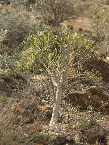 Euphorbia_regis-rubae_1.JPG