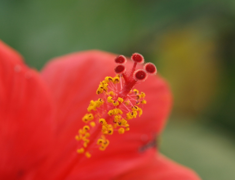Hibiscus_rosa-sinensis_3.JPG