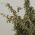 Juniperus_cedrus_3.JPG