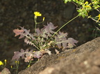 Sonchus fauces-orci