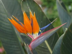 Strelitzia reginae (Paradisfugleblomst)