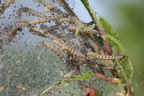Spindemøl (Yponomeuta sp.)