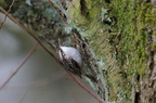 Korttået Træløber (Certhia brachydactyla)