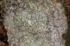 Buellia griseovirens (Grågrøn sortskivelav)