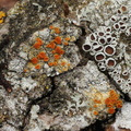 Gyalolechia flavorubescens, Caloplaca flavorubescens (Aspe-orangelav)