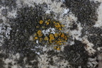 Candelariella aurella (Liden æggeblommelav)