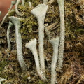 Cladonia fimbriata (Bleggrøn bægerlav)
