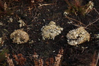 Cladonia strepsilis (Pude-bægerlav)