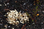 Cladonia strepsilis (Pude-bægerlav)