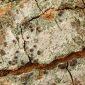 Lecania naegelii, Bacidia naegelii (Naegelis tensporelav)