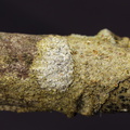 Lecanora carpinea (Hviddugget kantskivelav)