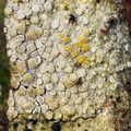 Lecanora carpinea (Hviddugget kantskivelav)