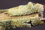 Lecanora chlarotera (Brun kantskivelav)