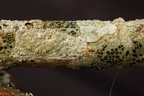 Lecanora chlarotera (Brun kantskivelav)