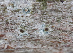 Lecanora persimilis (Lecanora persimilis)