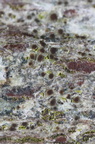 Lecanora persimilis (Lecanora persimilis)