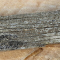 Lecanora saligna (Ved-kantskivelav)
