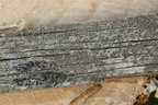 Lecanora saligna (Ved-kantskivelav)