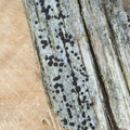 Lecidea turgidula (Sortfrugtet skivelav)