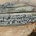 Lecidea turgidula (Sortfrugtet skivelav)