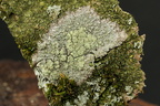 Loxospora elatina, Haematomma elatinum (Hvidlig brunskivelav)
