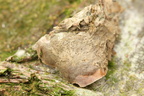 Naetrocymbe punctiformis, Arthopyrenia punctiformis (Punkt-arthopyrenia)