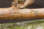 Naetrocymbe punctiformis, Arthopyrenia punctiformis (Punkt-arthopyrenia)