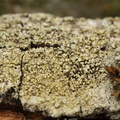 Pertusaria coccodes (Skurvet prikvortelav)