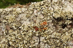 Pertusaria coccodes (Skurvet prikvortelav)