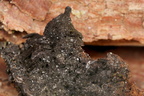 Placynthiella icmalea (Stift-skivelav)