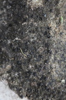 Verrucaria dolosa (Verrucaria dolosa)