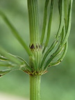 Equisetum arvense (Ager-padderok)