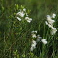 Eriophorum gracile (Fin kæruld)
