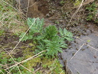 Heracleum mantegazzianum (Kæmpe-Bjørneklo)