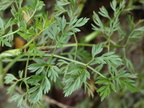 Oenanthe fluviatilis (Flod-klaseskærm)