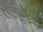 Oenanthe fluviatilis (Flod-klaseskærm)
