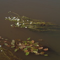 Ranunculus peltatus (Storblomstret vandranunkel)