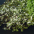 Ranunculus peltatus (Storblomstret vandranunkel)