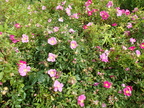 Rosa virginiana (Glansbladet rose)
