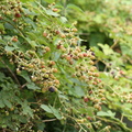 Rubus (brombær)