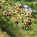 Rubus_brombaer__25072016_Hjelmsoelille_Vetterslev_002.jpg