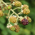 Rubus_brombaer__25072016_Hjelmsoelille_Vetterslev_005.jpg