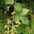 Rubus_brombaer__25072016_Hjelmsoelille_Vetterslev_007.jpg