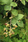 Rubus (brombær)