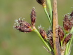 Schoenoplectus lacustris (Sø-kogleaks)