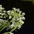 Sium latifolium (Bredbladet mærke)