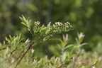 Spiraea × arguta (Snedrivebusk)